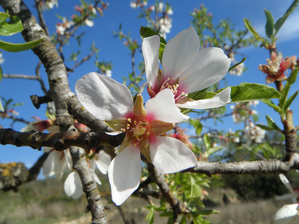 Prunus Dulcis(almendro)